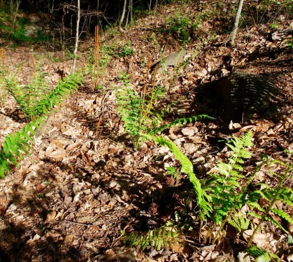 Great Design Plant: Osmunda Cinnamomea