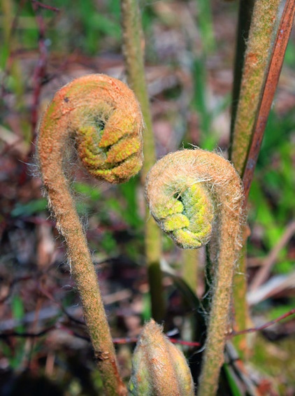 Great Design Plant: Osmunda Cinnamomea