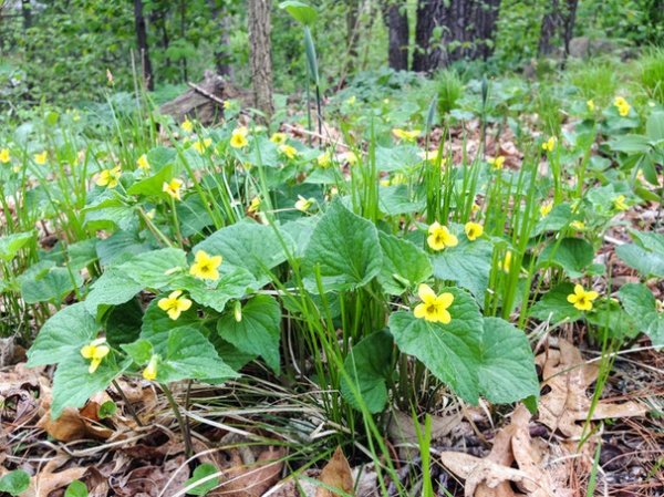 Great Design Plant: Viola Pubescens Dots Woodlands With Yellow