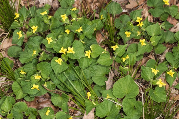 Great Design Plant: Viola Pubescens Dots Woodlands With Yellow