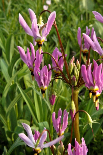 Great Design Plant: Dodecatheon Meadia