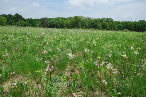 Landscape Shooting Stars on the Prairie