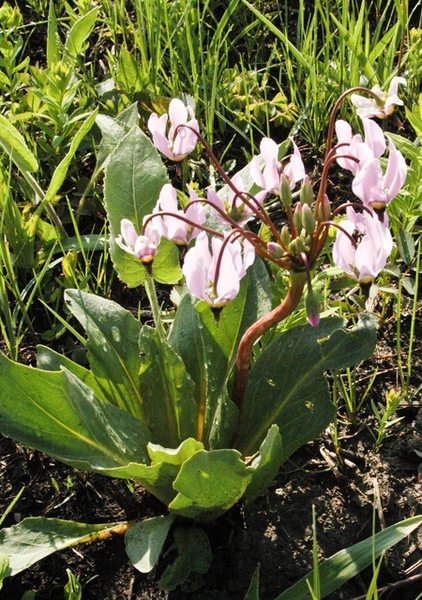 Great Design Plant: Dodecatheon Meadia