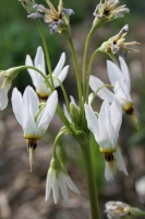 Great Design Plant: Dodecatheon Meadia