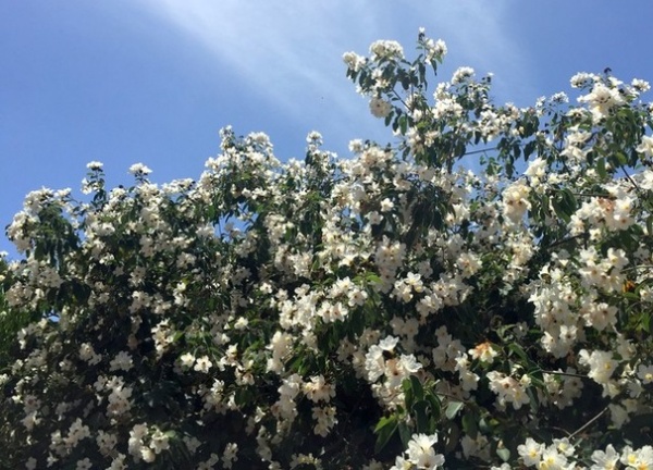 Great Design Plant: Cordia Boissieri