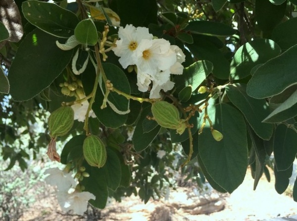 Great Design Plant: Cordia Boissieri