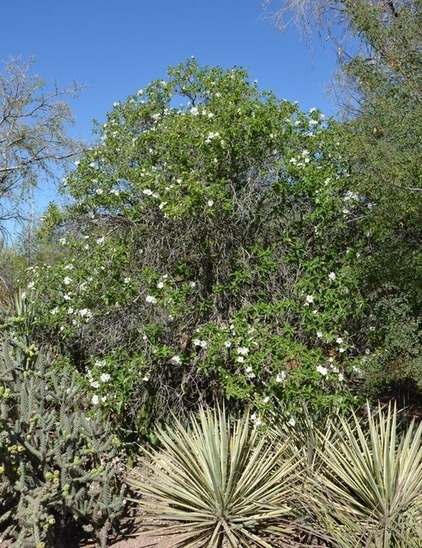 Southwestern Landscape by Noelle Johnson Landscape Consulting