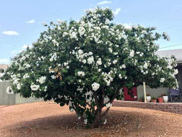 Great Design Plant: Cordia Boissieri