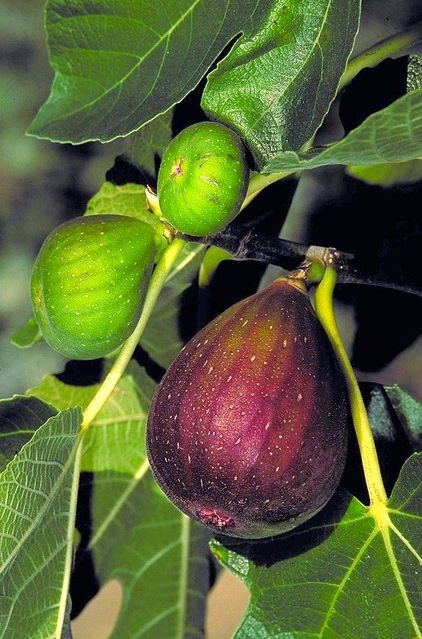 Recipe for Mediterranean Edible Garden Style