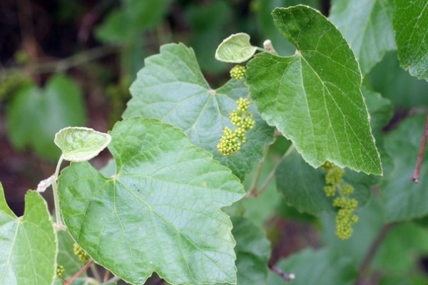 Recipe for Mediterranean Edible Garden Style