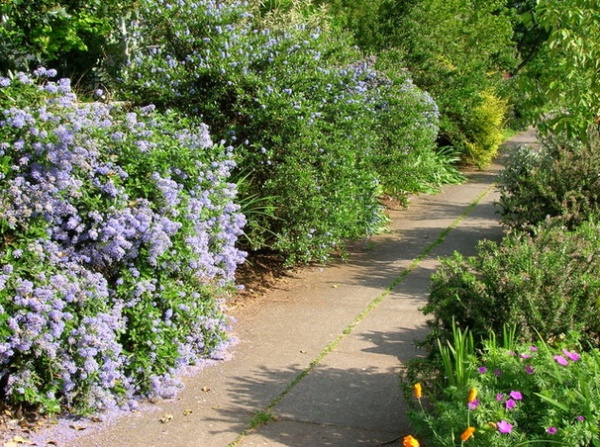 Top 10 Native Plants for the Pacific Northwest