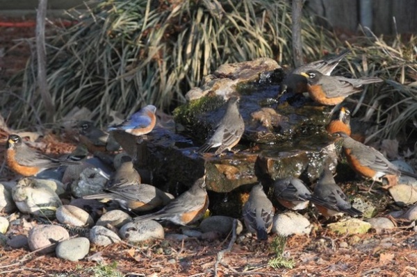 Bring In the Birds With a Homemade Bubble Rock