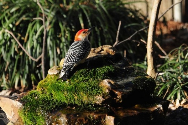 Bring In the Birds With a Homemade Bubble Rock