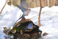 Bring In the Birds With a Homemade Bubble Rock