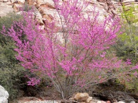 Great Design Plant: Cercis Occidentalis for Four Seasons