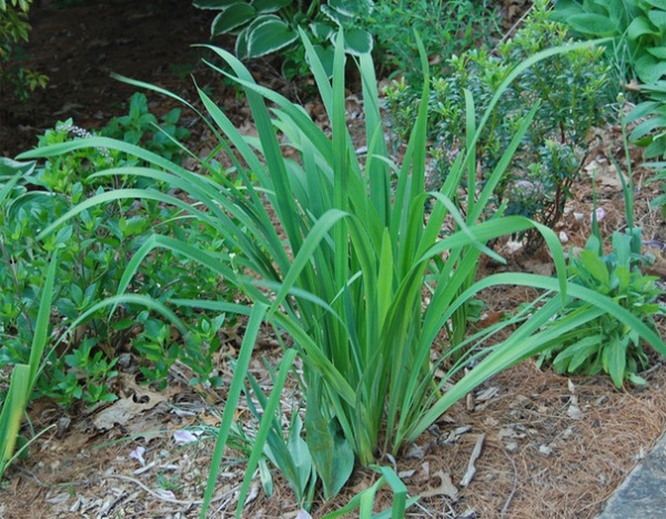 Rustic Landscape Iris versicolor