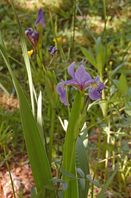 Rustic Landscape Iris versicolor