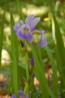 Great Design Plant: Iris Versicolor