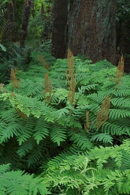 Great Design Plant: Osmunda Regalis