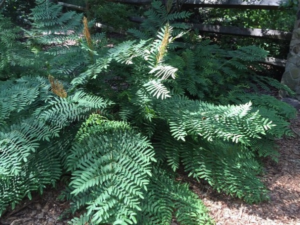 Great Design Plant: Osmunda Regalis