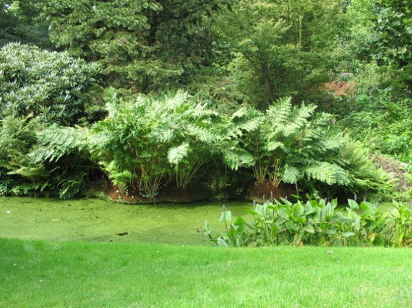 Great Design Plant: Osmunda Regalis