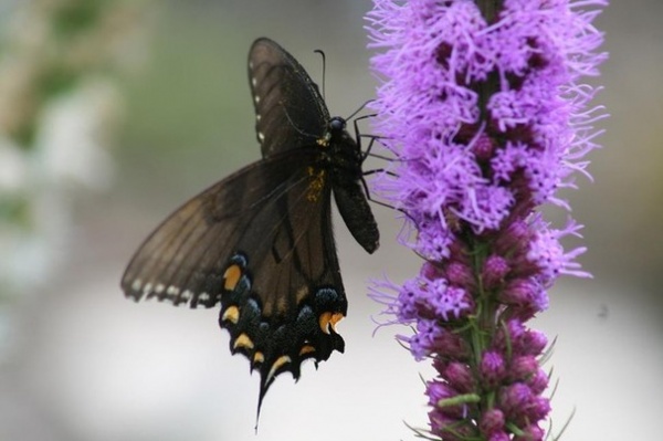 Landscape by Benjamin Vogt / Monarch Gardens