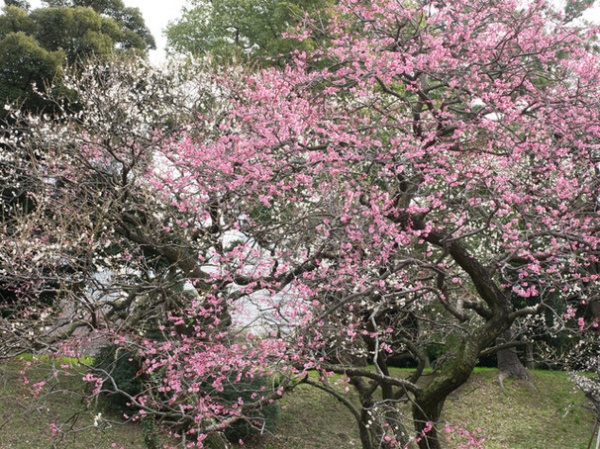 Recipe for Asian Edible Garden Style