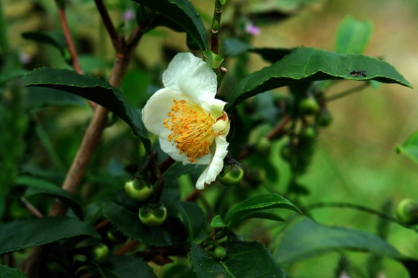 Landscape Camellia Sinensis