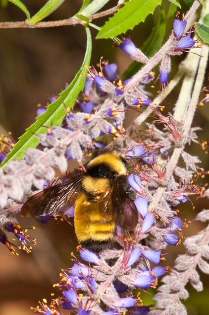 Support Bumblebees by Providing Forage in 3 Seasons