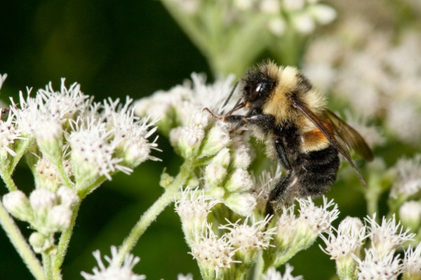 Support Bumblebees by Providing Forage in 3 Seasons