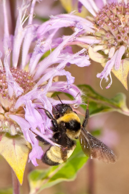 Support Bumblebees by Providing Forage in 3 Seasons