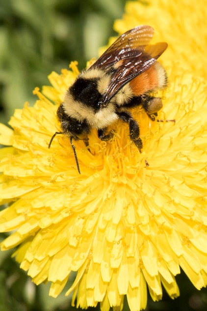 Support Bumblebees by Providing Forage in 3 Seasons