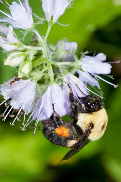 Support Bumblebees by Providing Forage in 3 Seasons