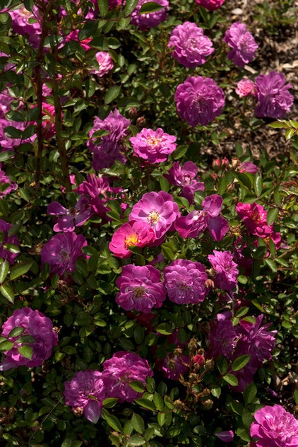 Traditional Landscape by The New York Botanical Garden