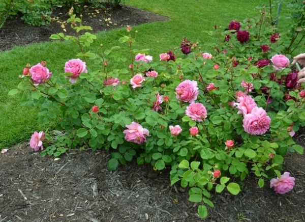 Learn the Secret to Bigger and Better Roses