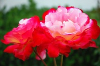 Learn the Secret to Bigger and Better Roses