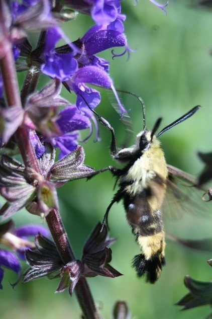 by Benjamin Vogt / Monarch Gardens