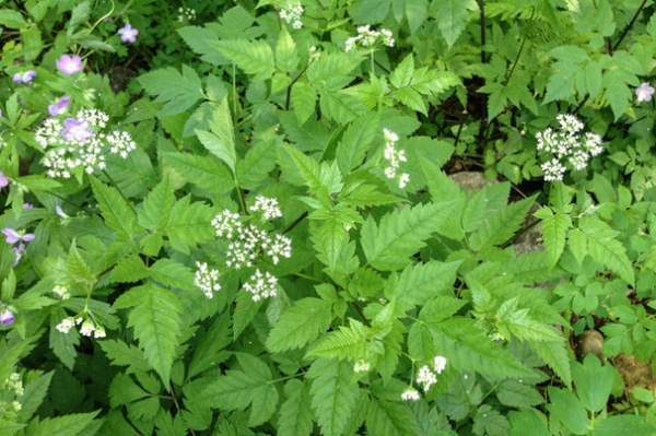 Great Design Plant: Osmorhiza Longistylis Provides Texture and Form