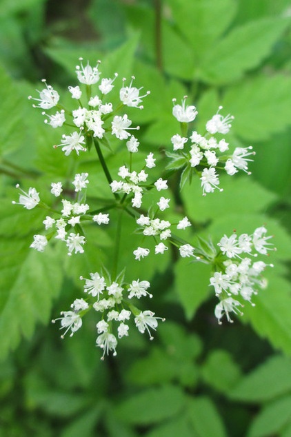 Great Design Plant: Osmorhiza Longistylis Provides Texture and Form