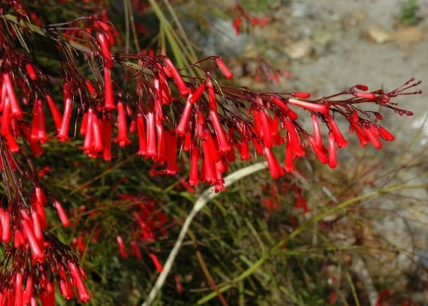 Great Design Plant: Russelia Equisetiformis