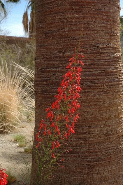 Great Design Plant: Russelia Equisetiformis