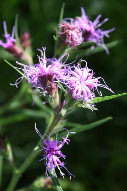 Landscape by Benjamin Vogt / Monarch Gardens