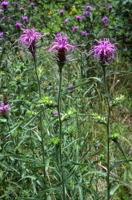 Great Design Plant: Liatris Squarrosa