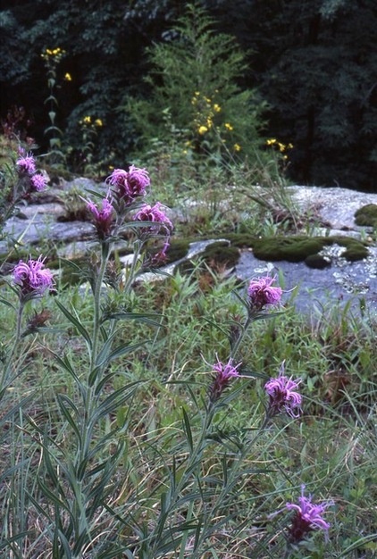 Great Design Plant: Liatris Squarrosa