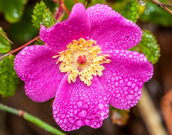 Landscape Almost Perfectly Shaped Wild Rose (Rosa californica)