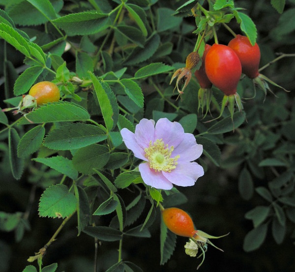 Landscape Rosa Californica