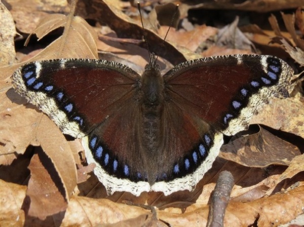 Landscape Mourning Cloak / Nymphalis Antiopa