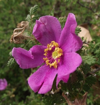 Landscape Rosa Minutifolia