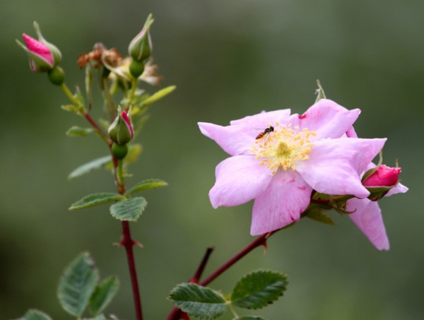 Landscape California Wild Rose