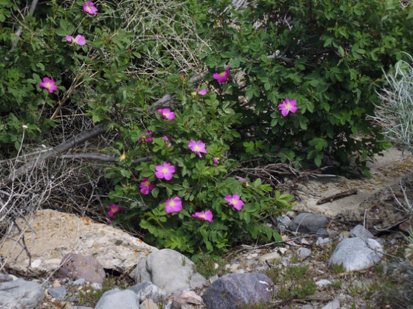 Landscape Nootka Rose / Rosa Nutkana